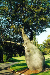 The Bottle Tree