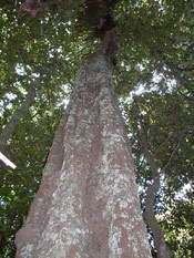 The Ebony Tree