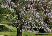 The Foxglove Tree