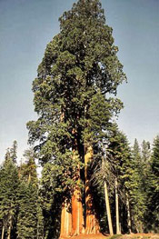 Sequoia Giant Pic