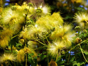 The Golden Rain Tree