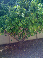 Pictures of Lemon Trees: the lemon tree