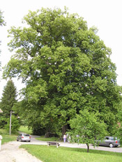 the linden tree
