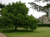 the mulberry tree