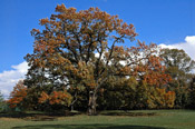 the old oak tree