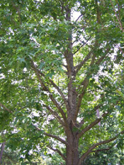 sweetgum tree