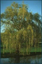 the willow