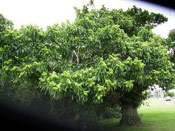 Chestnut Tree