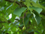 dove tree