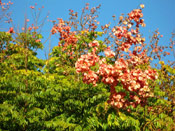 Golden Rain Tree