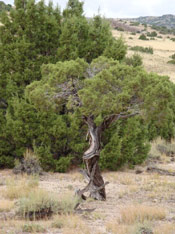 juniper tree