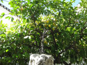 lime tree