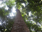 mahogany tree