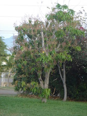 mango tree