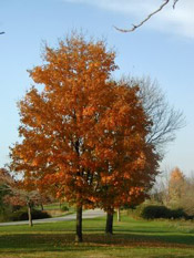 maple tree