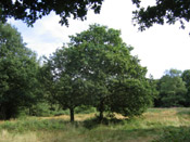 oak tree