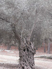 olive tree