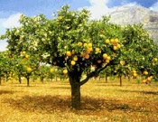 orange tree