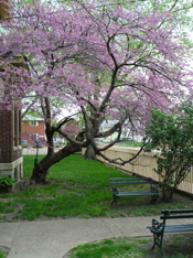 red bud tree