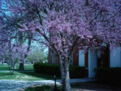 redbud tree