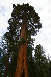 sequoia tree