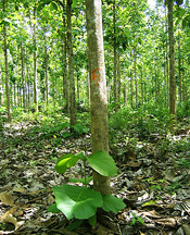 teak tree