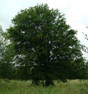 zelkova tree