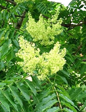 tree of heaven flowers