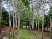 rubber trees