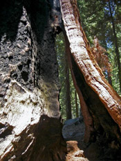 sequoia trunk