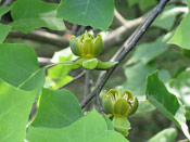 Tulip Tree