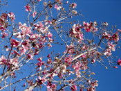 Tulip Tree