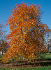 tupelo tree pic