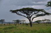 Umbrella Acacia