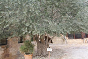 very old olive tree