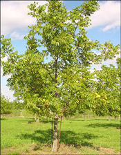 Pictures of Walnut Trees: Baby Black walnut tree