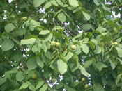 Walnuts Tree Pictures: Walnut Tree Nut Fruit