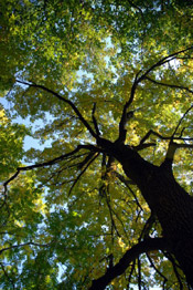 Walnut Tree pictures: Bark. Branches, Leaves 