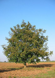 walnut tree