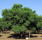 Walnut Tree: Images of Walnut Tree's Branches, Leaves and Walnuts