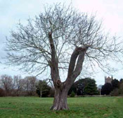 walnut tree pic