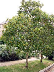 Water Gum Tree