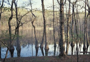 water tupelo tree