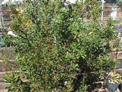 wax myrtle tree