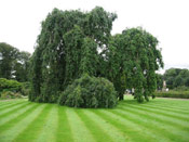 Weeping Ash Tree