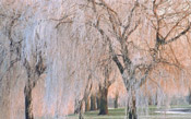 weeping willow image