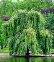 weeping willow tree