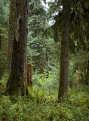 Western Hemlock