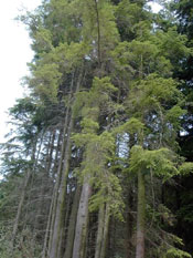 Western Hemlock