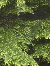 Western Hemlock Tree